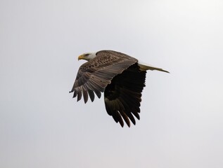 Majestic bald eagle soaring through a bright blue sky, its wings outstretched