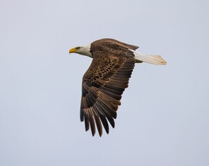 Majestic bald eagle soaring through a bright blue sky, its wings outstretched