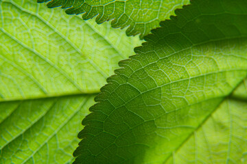 Close up of green leaf