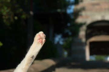 夕日を浴びて輝く猫の肉球