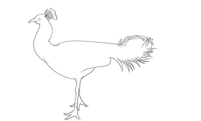 クジャク　羽　白　線画　イラスト