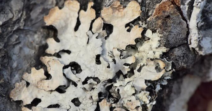 Useful plants, macro. Lichen Parmelia (natural antibiotic) growing on birch bark. Siberia. The camera is moving.