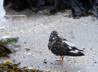 turnstone bird on the beach Arenaria interpres
