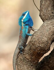 Vertical shot of a blue iguana climbing up a wooden tree branch