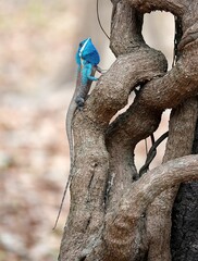 Vertical shot of a blue iguana climbing up a wooden tree branch