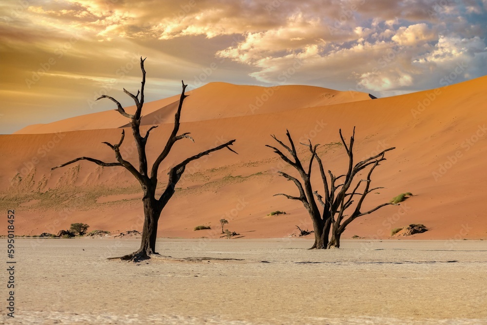 Wall mural Namibia, the Namib desert, dead acacia 