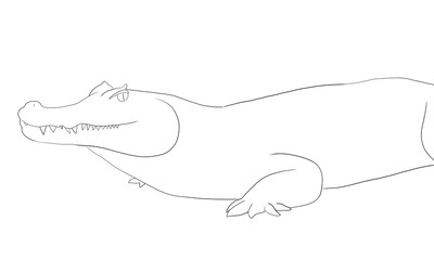 ワニ　白　線画　イラスト