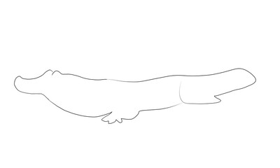 ワニ　白　線画　イラスト