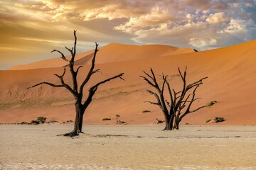 Namibia, the Namib desert, dead acacia 