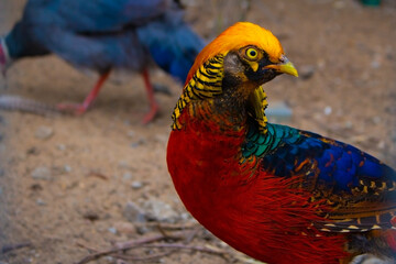 Colorful exotic bird of a golden phesant in a zoo in summer
