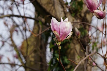 Magnolia flower on a lush green tree branch in a peaceful wooded environment