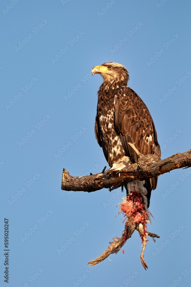 Sticker Bald eagle perched on a branch with a blue sky in the background