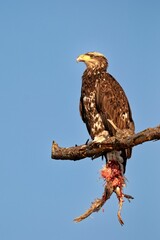 Bald eagle perched on a branch with a blue sky in the background