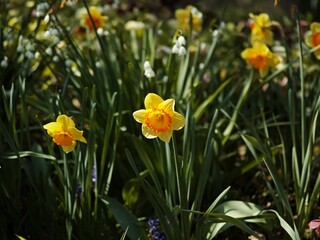 Closeup of daffodils growing in a garden in spring