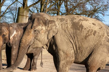 Herd of dirty elephants in a zoo on a sunny day