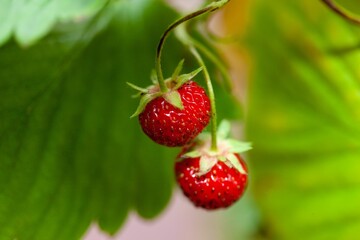 Closeup of strawberries growing in a field with a blurry background