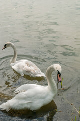 white swans group on the lake swim well under the bright sun