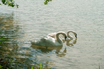 white swans group on the lake swim well under the bright sun