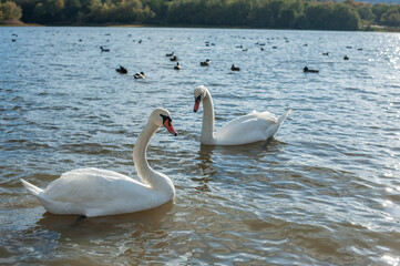 white swans group on the lake swim well under the bright sun