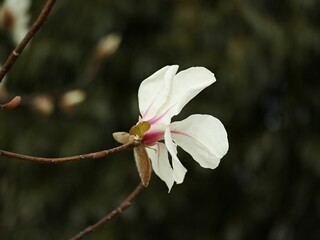 Closeup of a beautiful Magnolia cylindrica flower on a branch