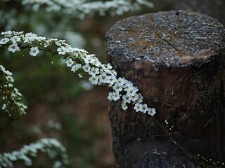 Lush tree stump and beautiful meadowsweet flowers in a forest