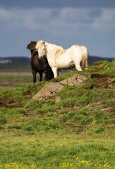 Obraz premium White and a brown Icelandic horses standing in an open, grassy field on a hill