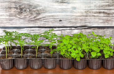 Growing flower seedlings as a hobby. Close-up of young green marigold and ageratum flower seedlings in plastic containers on a wooden table. Spring work in the garden and in the country