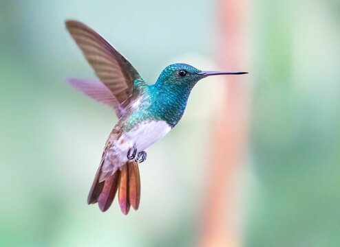 Close-up shot of a cute Snowy-bellied hummingbird flying on a blurred background