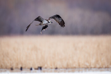An osprey with its meal, taking off towards its nest