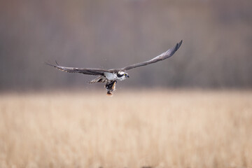 An osprey with its meal, taking off towards its nest
