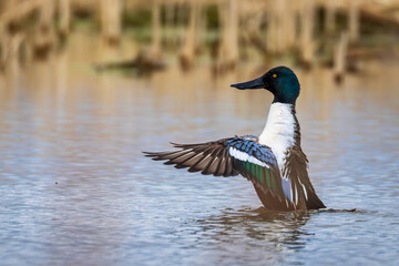 the Northern Shoveler duck shows us its beautiful wing feathers
