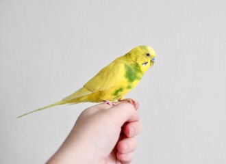 the parrot bird is a yellow pet sitting on the arm