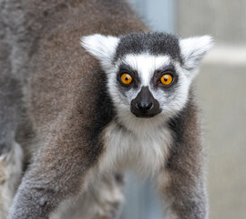 Alert ring tailed lemur with striking yellow eyes