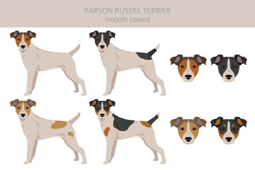 Parson Russel terrier smooth coated clipart. Different poses, coat colors set - obrazy, fototapety, plakaty