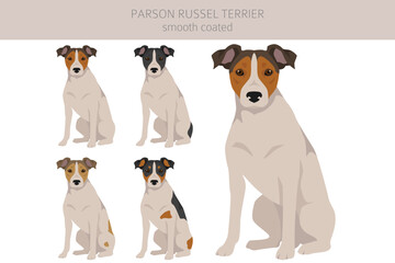 Parson Russel terrier smooth coated clipart. Different poses, coat colors set