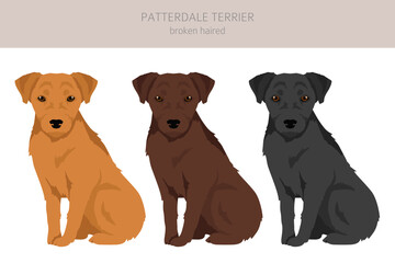 Patterdale terrier broken haired clipart. All coat colors set.  All dog breeds characteristics infographic