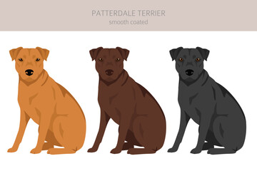 Patterdale terrier smooth coated clipart. All coat colors set.  All dog breeds characteristics infographic