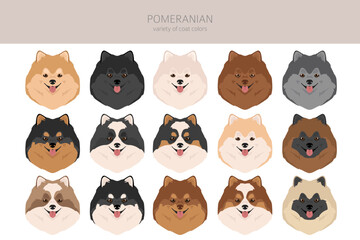 Obraz na płótnie Canvas Pomeranian German spitz clipart. Different poses, coat colors set