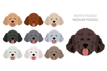 Moyen poodle, Medium poodle clipart. Different poses, coat colors set