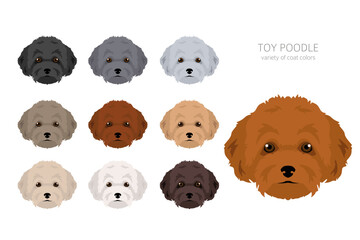 Toy poodle clipart. Different poses, coat colors set