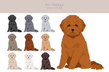 Toy poodle clipart. Different poses, coat colors set