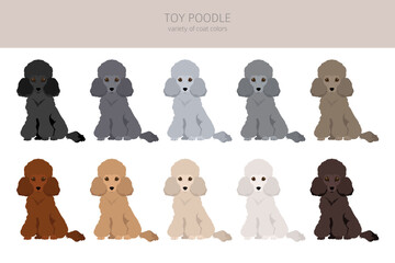 Toy poodle clipart. Different poses, coat colors set