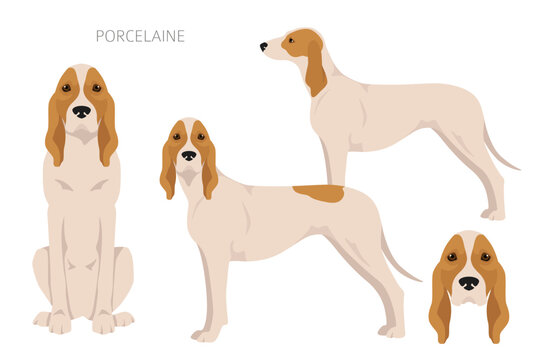 Porcelaine dog clipart. Different poses, coat colors set