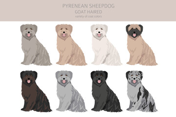 Pyrenean sheepdog, goat haired clipart. Different poses, coat colors set
