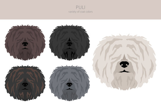 Puli clipart. Different poses, coat colors set