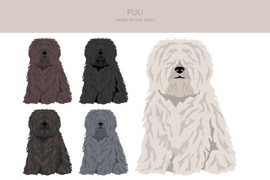 Puli clipart. Different poses, coat colors set