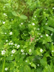 green bush with flowers