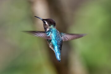 Beautiful small Bee hummingbird flying in the air on a blurred background