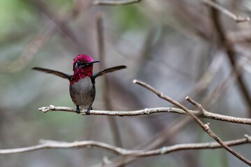 Cute small Bee hummingbird in its natural habitat