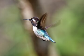 Naklejka na ściany i meble Beautiful small Bee hummingbird flying in the air on a blurred background